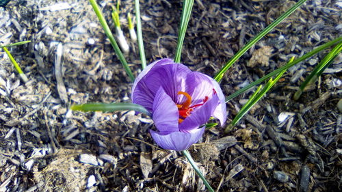 High angle view of purple crocus blooming on field
