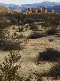 Scenic view of desert