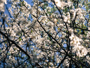 Low angle view of cherry blossom tree