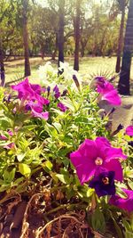 Close-up of pink bougainvillea flowers in park