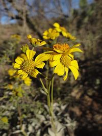 Close-up of yellow flowers blooming outdoors