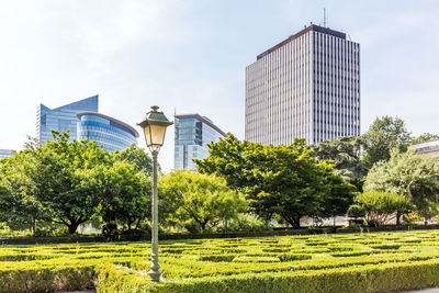 Trees and skyscrapers against sky