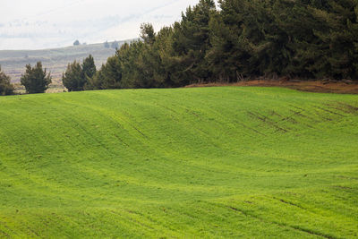 Scenic view of golf course against sky