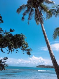 Palm tree by sea against sky