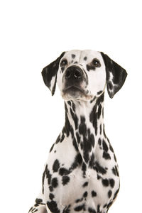 Close-up of a dog over white background