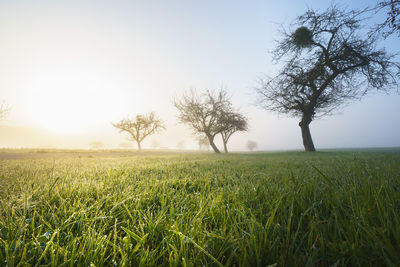 Scenic view of field against clear sky