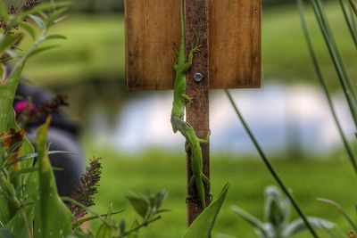 Close-up of rusty metal on wood in field