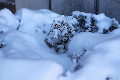 Close-up of snow covered land