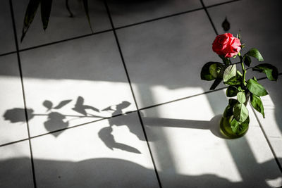 Close-up of rose plant on tiled floor