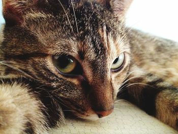 Close-up portrait of cat