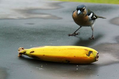 Close-up of bird on fruit in water