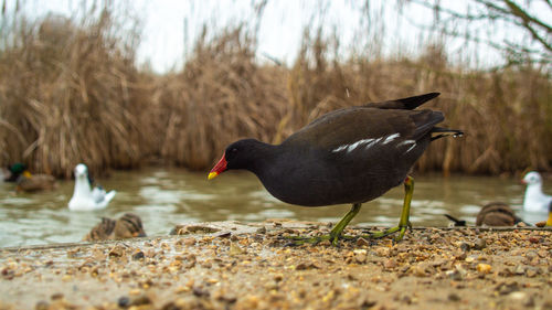 Ducks in a lake