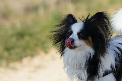 Portrait of dog