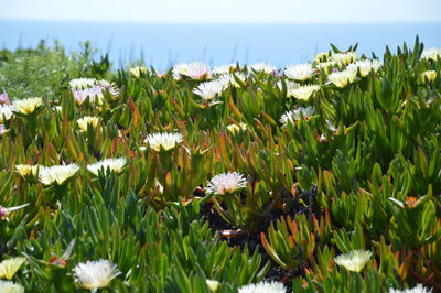 Close-up of flowers blooming against sky