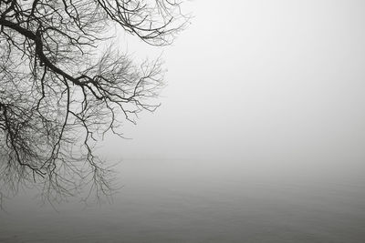 Bare tree by lake against sky