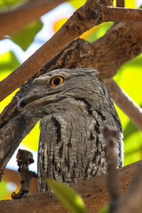 Close-up of tawny frogmouth perching on tree trunk