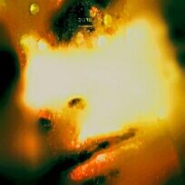 Close-up of yellow flower