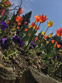 Low angle view of flowering plants against sky