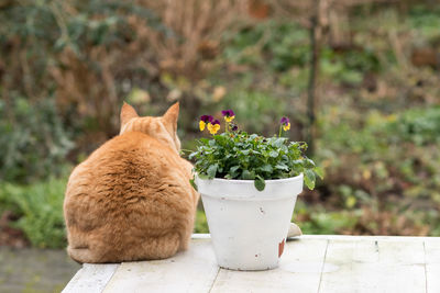 Close-up of ginger cat on potted plant