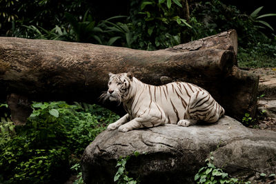 Side view of white tiger sitting on rock in forest