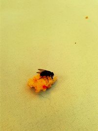 Close-up of insect on yellow leaf