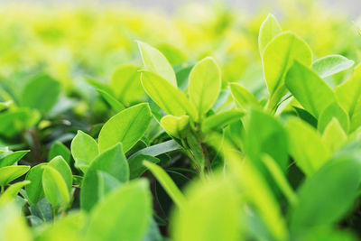 Close-up of green leaves