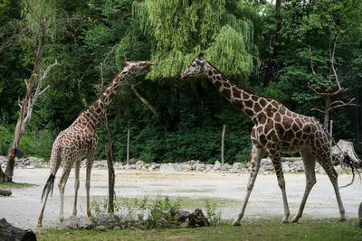 Zebras standing in a forest