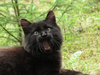 Close-up portrait of a cat