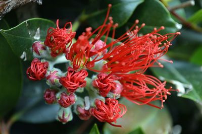 Close-up of red flowers