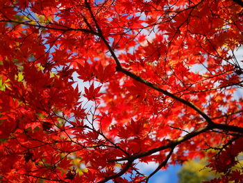 Low angle view of maple tree