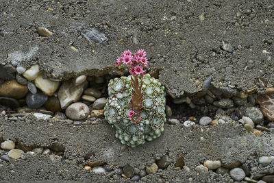 High angle view of pink flowers on rocks