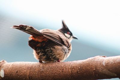 Close-up of bird