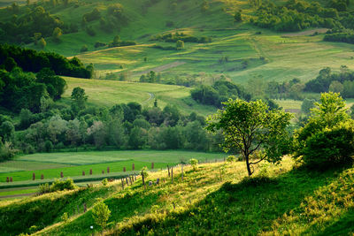 Scenic view of agricultural field