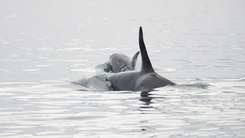 Whale swimming in sea