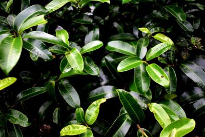 Close-up of plants