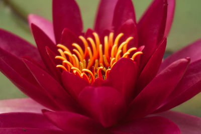 Close-up of pink water lily blooming outdoors