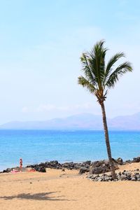 Palm tree on beach against sky