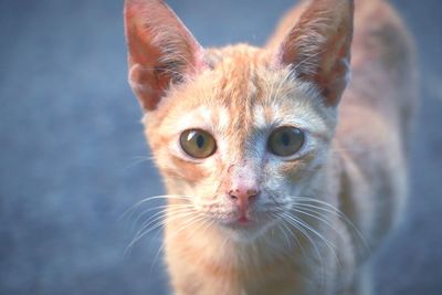 Close-up portrait of cat