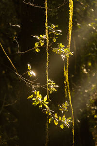 Close-up of illuminated tree