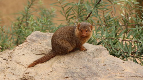 Squirrel sitting on rock