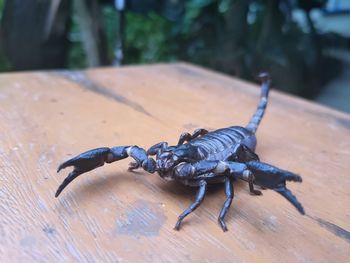 Close-up of insect on wood