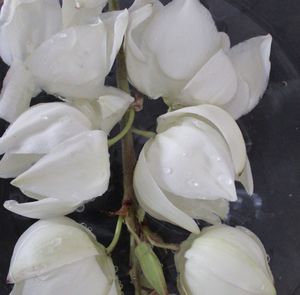 Close-up of white flowers