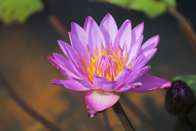 Close-up of pink water lily