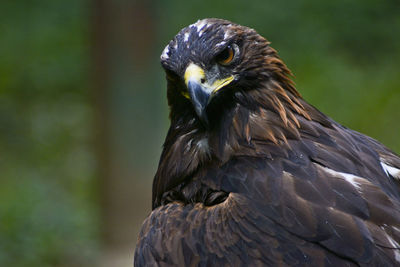 Close-up of eagle against blurred background