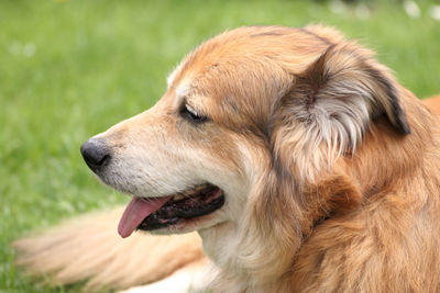 Close-up of dog looking away