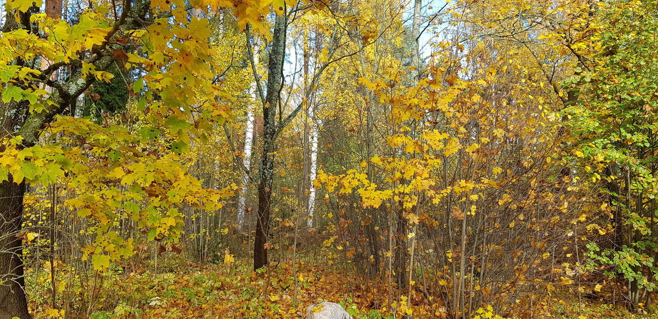 TREES AND YELLOW LEAVES ON FIELD