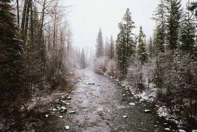 Road amidst trees in forest during winter