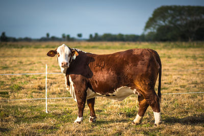 Cow standing in a field