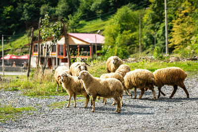 Herd of sheep on field