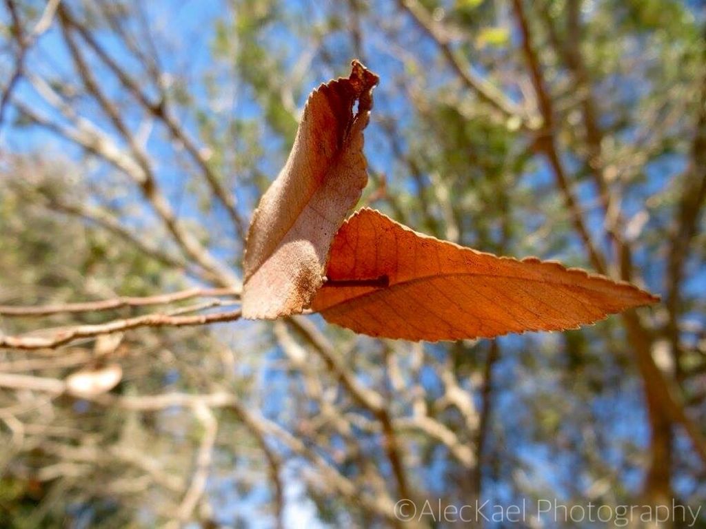 animal themes, one animal, branch, tree, animals in the wild, wildlife, low angle view, perching, bird, focus on foreground, nature, leaf, brown, autumn, full length, close-up, outdoors, day, beauty in nature, side view